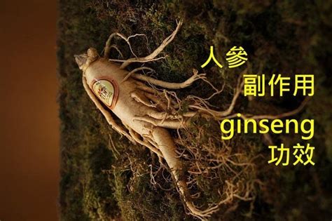 人參何首烏功效|人參的13種功效及副作用（9點使用禁忌請小心）